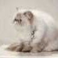 Golub