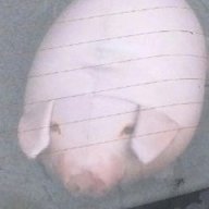gefawqwger