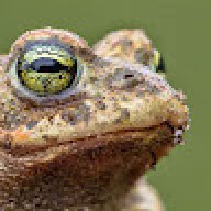 TheBigGiantToad