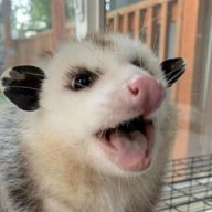 GJgkl