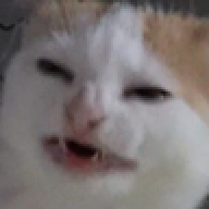 HexNeko