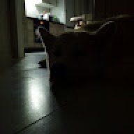 Nikles324