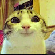 Honestcat