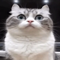 FEWFFESSEDFDSDAXCZDAS
