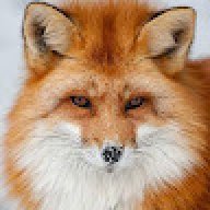 GreyFox