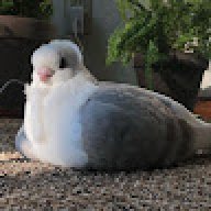 Naspy