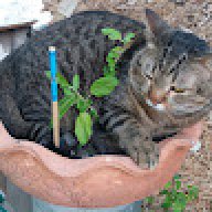 CAttttt