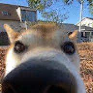 Good boy
