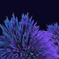 qzzp