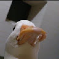 уточка