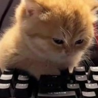 LittleHob