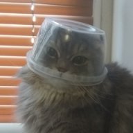 homebt