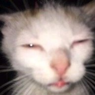 LicQwea