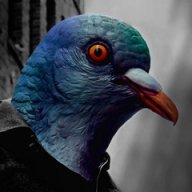 jsDOVE