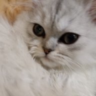 Gyh