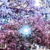 FOLWEJ