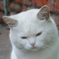 bilbon