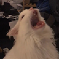 FFFFFF1