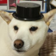 DOGbo