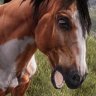 Полезные лошади [Useful Horses]